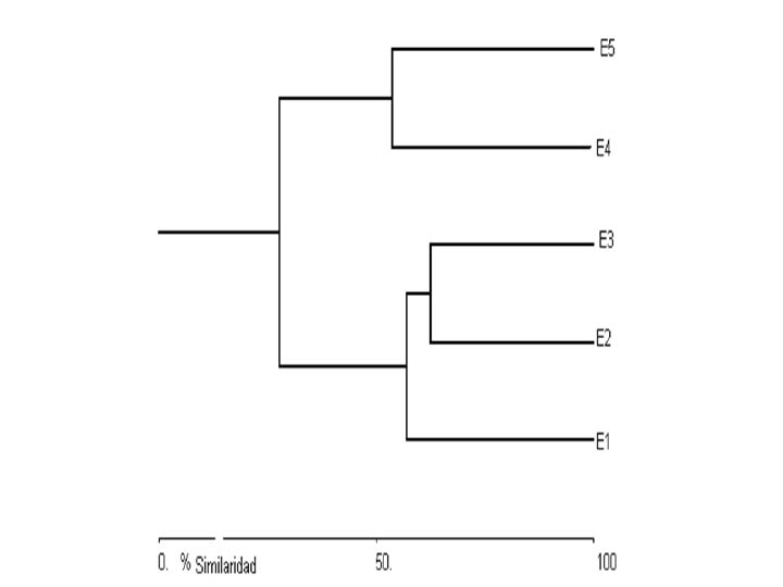 dendrograma04_edgarcamero.png